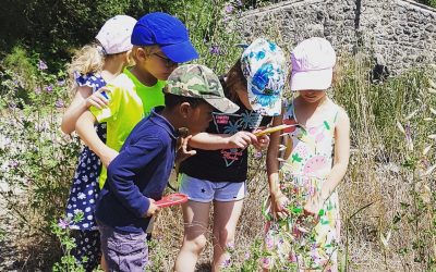 Atelier Enfant : Pollinisateurs et fleurs mellifères