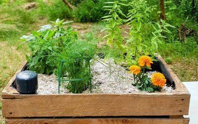 Atelier Jardinage : méthode Wicking Bed