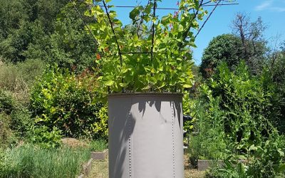 Une citerne transformée en parasol végétal
